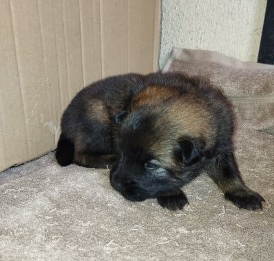 Les chiots de Eurasier