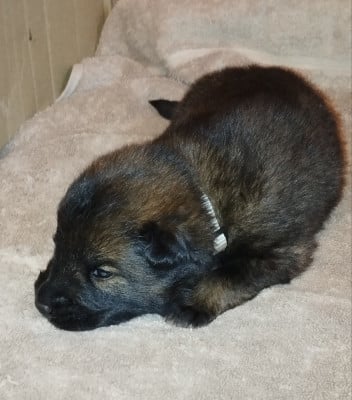 Les chiots de Eurasier