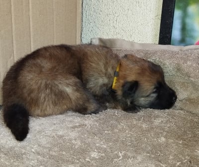 Les chiots de Eurasier