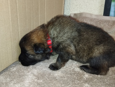 Les chiots de Eurasier