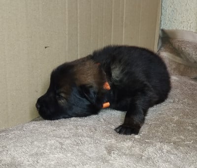 Les chiots de Eurasier