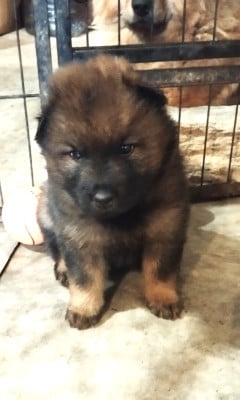 Les chiots de Eurasier