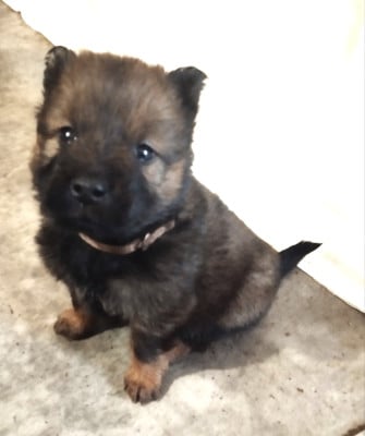 Les chiots de Eurasier