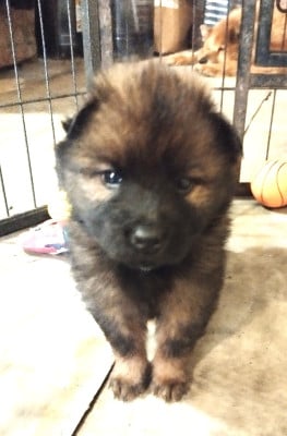 Les chiots de Eurasier