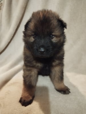Les chiots de Eurasier