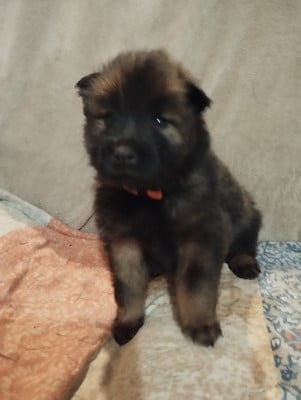 Les chiots de Eurasier