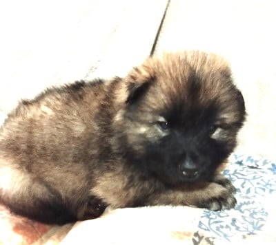 Les chiots de Eurasier
