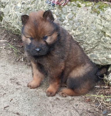 Les chiots de Eurasier