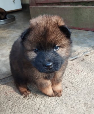 Les chiots de Eurasier