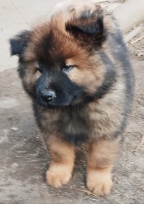 Les chiots de Eurasier