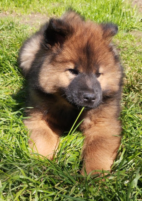 Les chiots de Eurasier