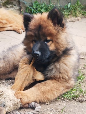 Les chiots de Eurasier