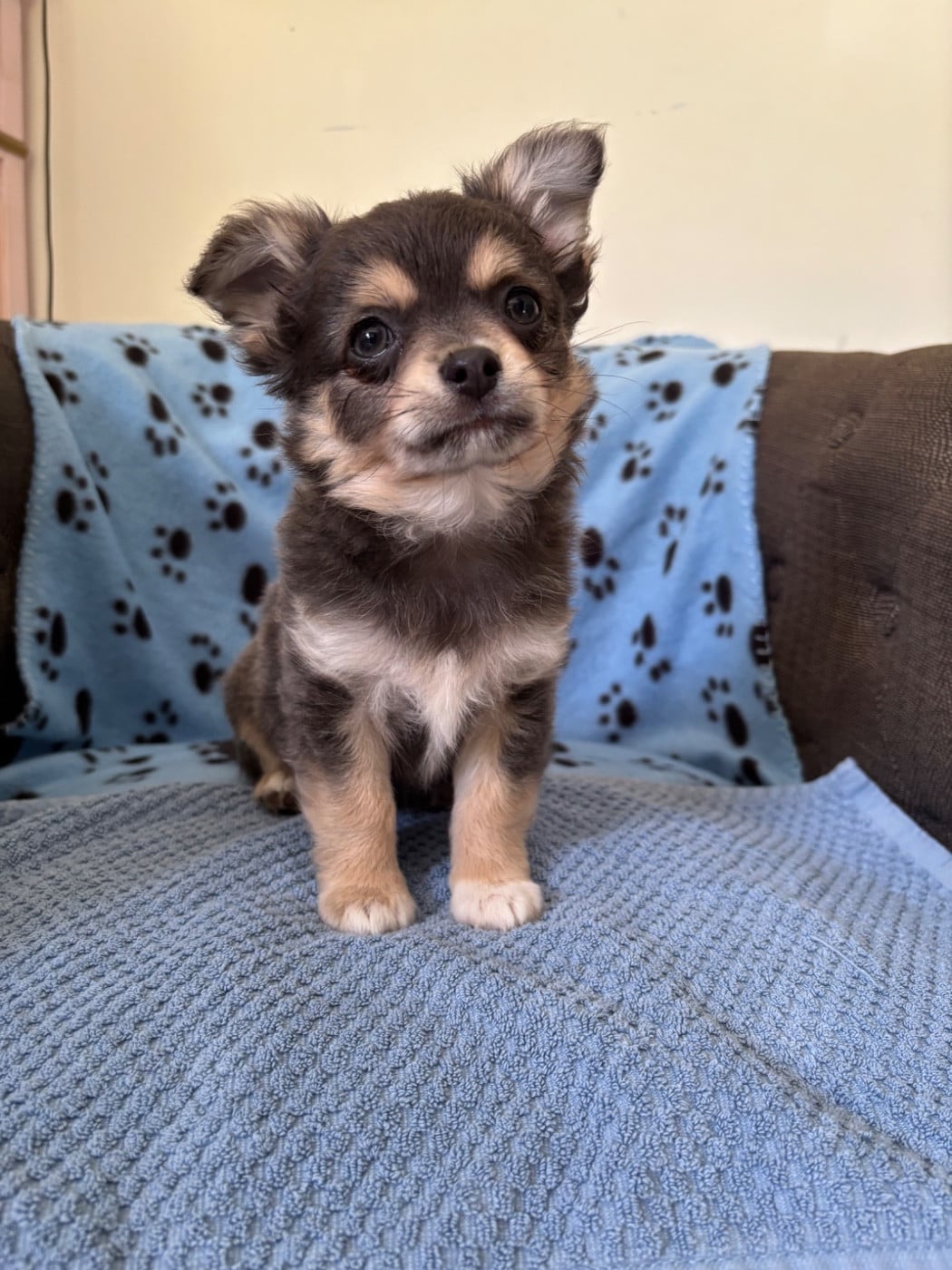Chihuahua - Del Techichi