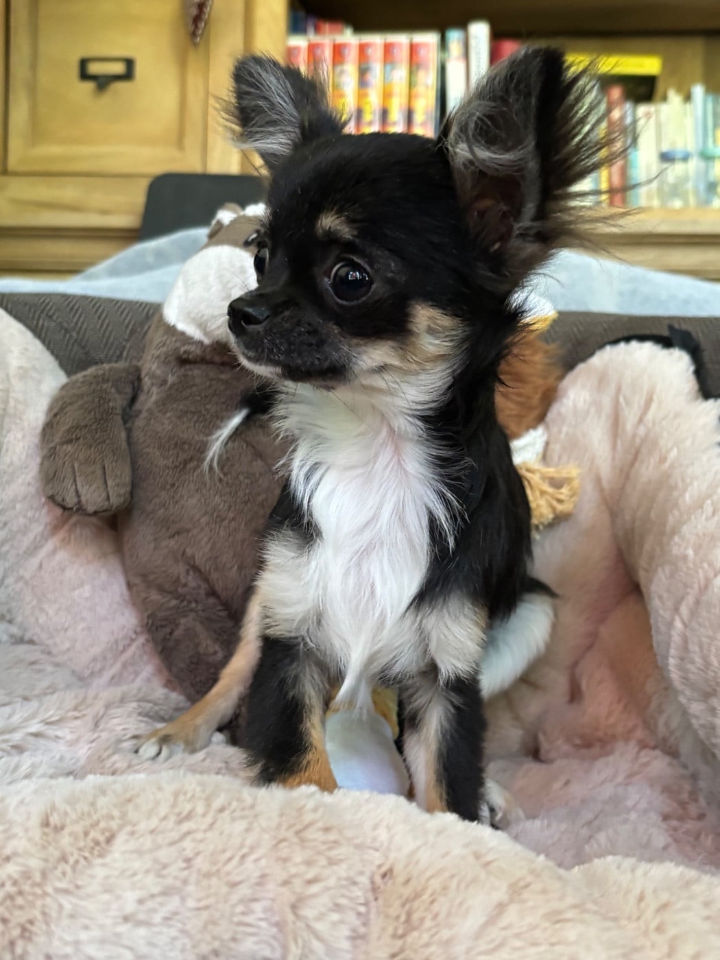 Chihuahua - Del Techichi