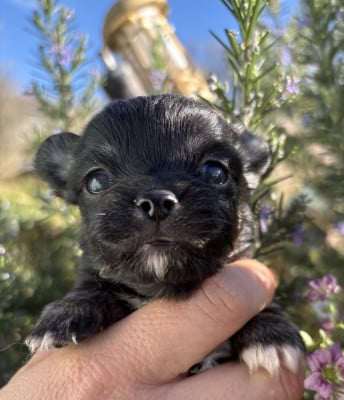 Les chiots de Chihuahua