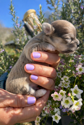 Bleu sable finira Sable - Chihuahua