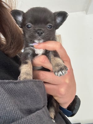 Les chiots de Chihuahua