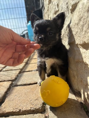 Les chiots de Chihuahua