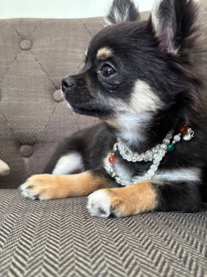 Les chiots de Chihuahua