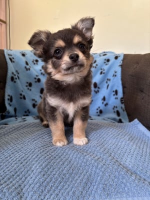 Les chiots de Chihuahua
