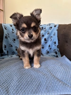 Les chiots de Chihuahua
