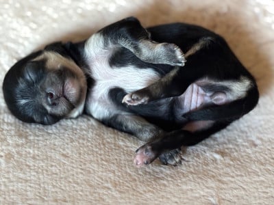Les chiots de Chihuahua