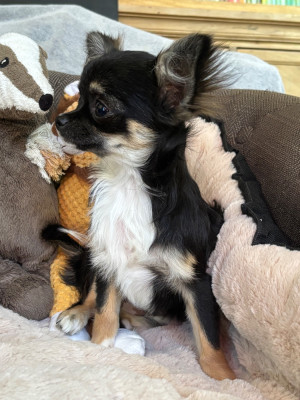 Les chiots de Chihuahua