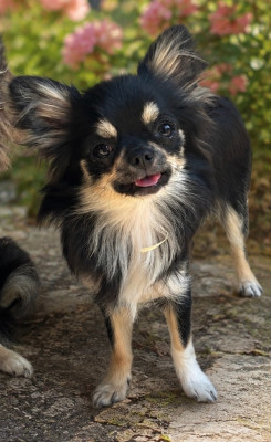 Les chiots de Chihuahua