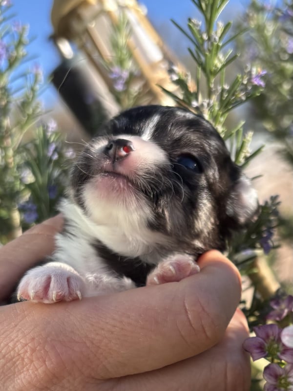 Chihuahua - Del Techichi