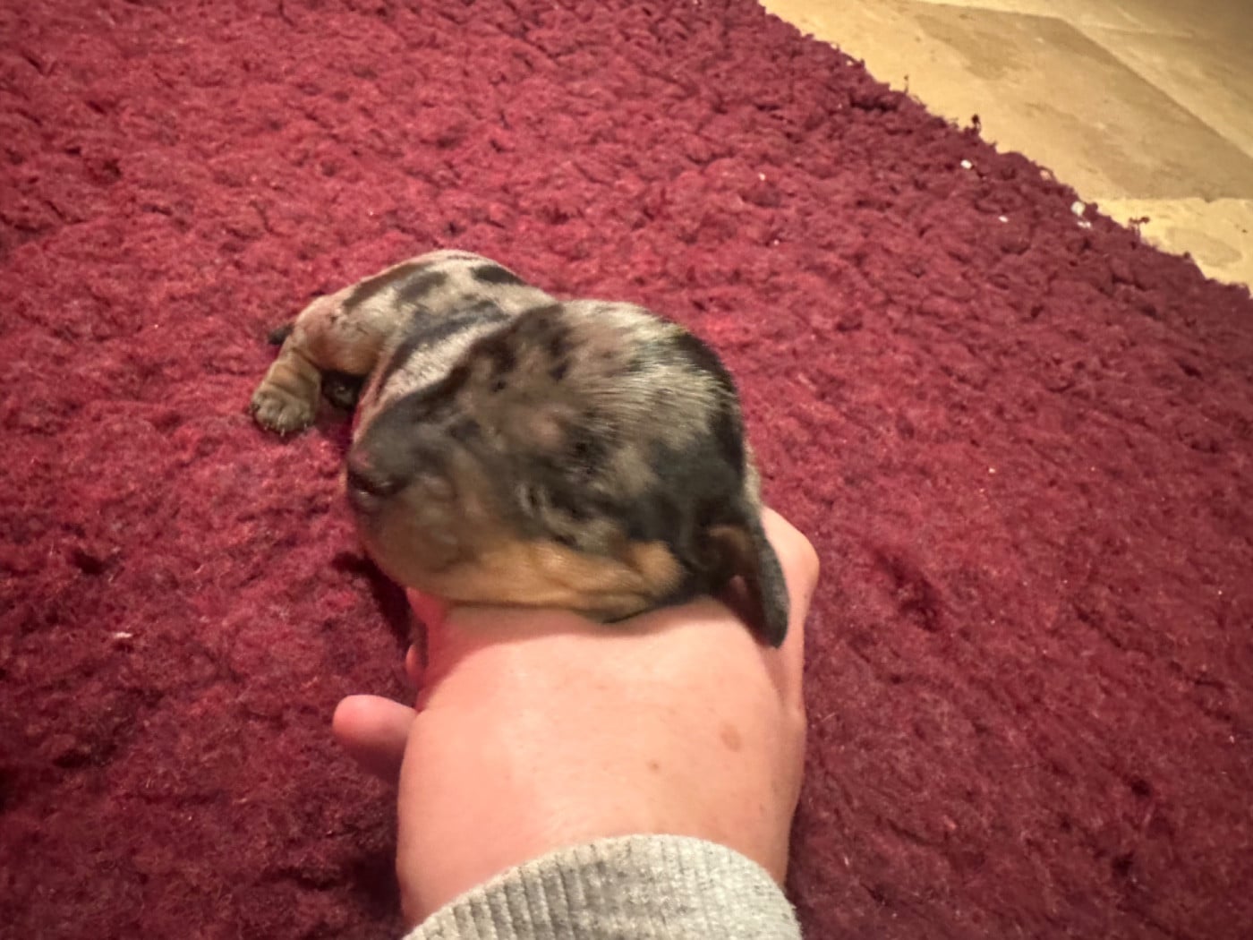 ARLEQUIN SILVER PETITES TACHES