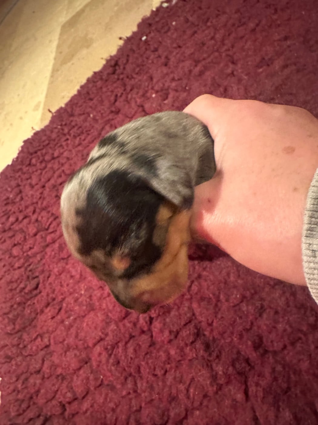 ARLEQUIN SILVER GRANDES TACHES