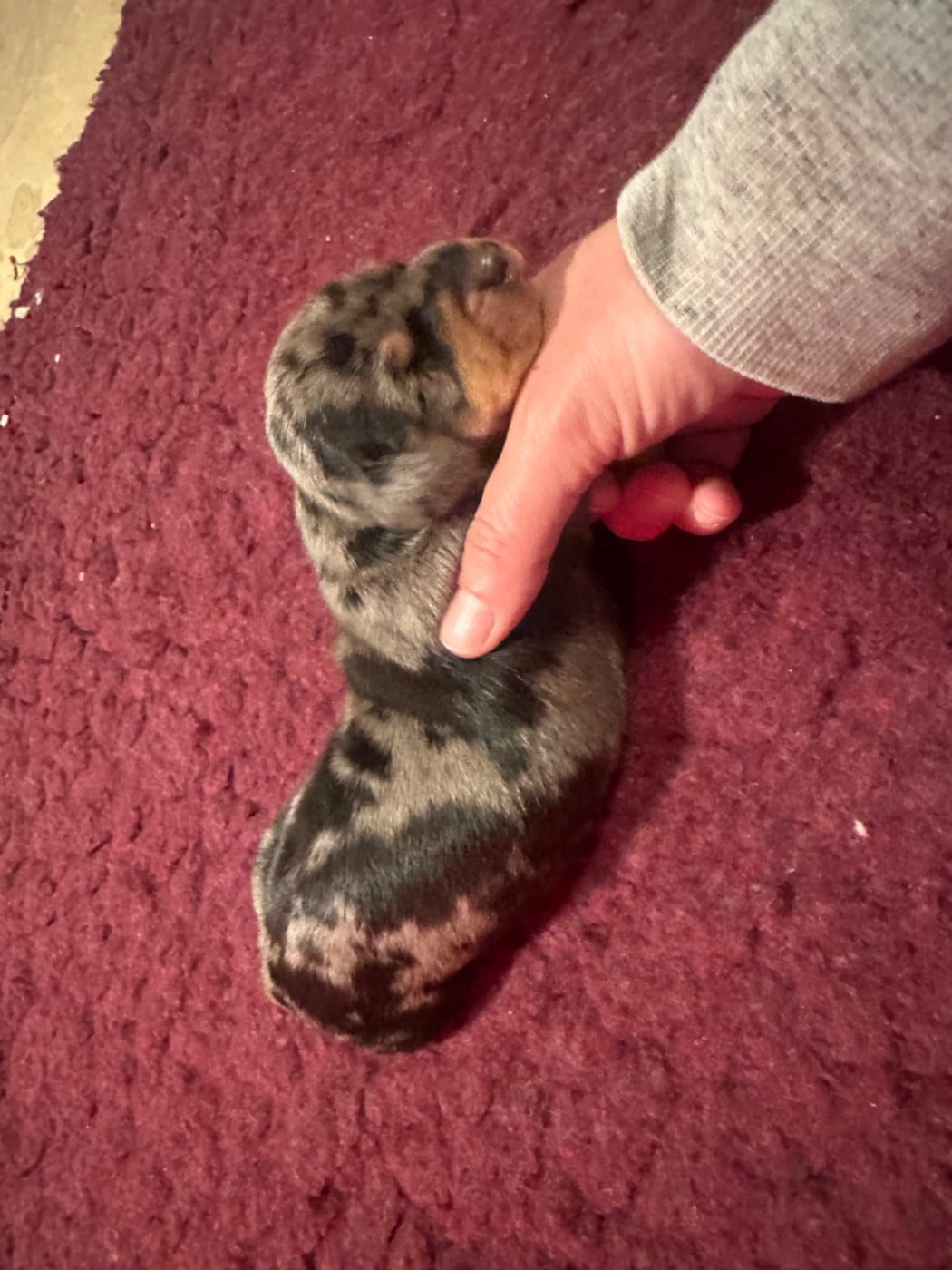 ARLEQUIN SILVER GRANDES TACHES