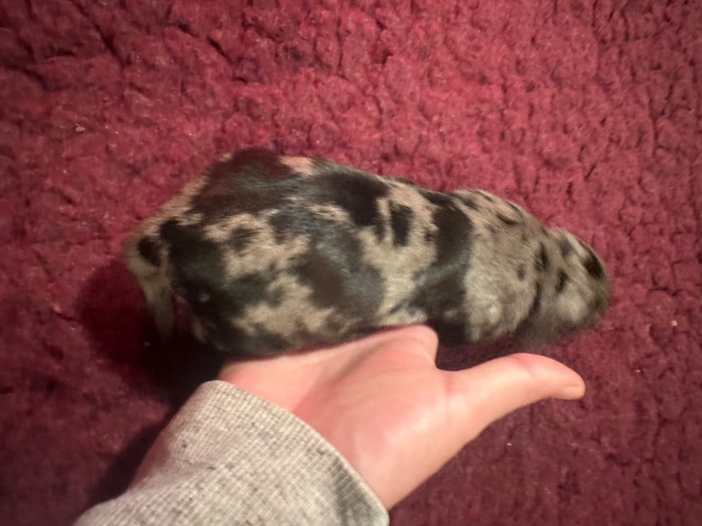 ARLEQUIN SILVER GRANDES TACHES