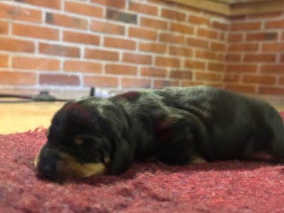 Les chiots de Teckel poil ras