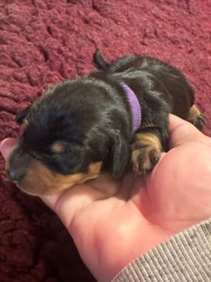 Les chiots de Teckel poil ras