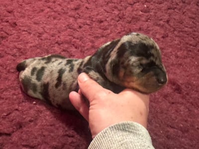 Les chiots de Teckel poil ras