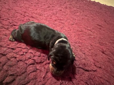 Les chiots de Teckel poil ras