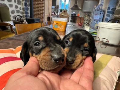 Les chiots de Teckel poil ras