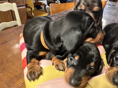 Les chiots de Teckel poil ras