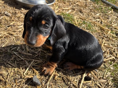 Les chiots de Teckel poil ras