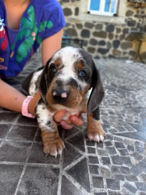 Les chiots de Teckel poil ras