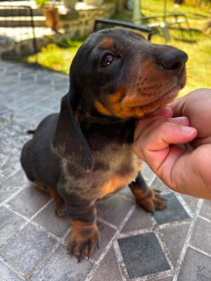 Les chiots de Teckel poil ras