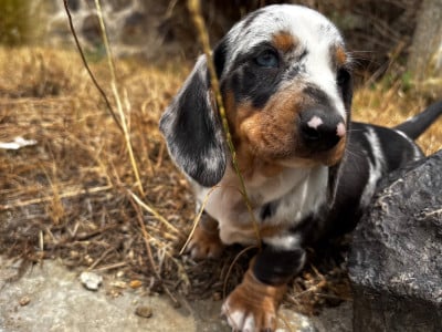 Les chiots de Teckel poil ras