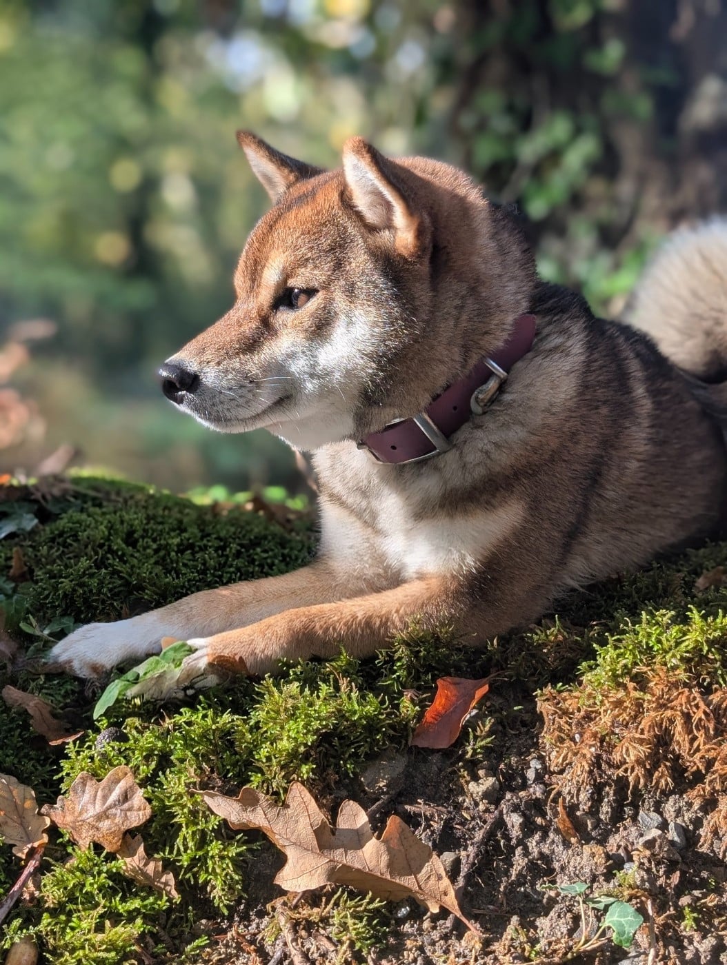 Vanilla sky Go Sakura Kensha