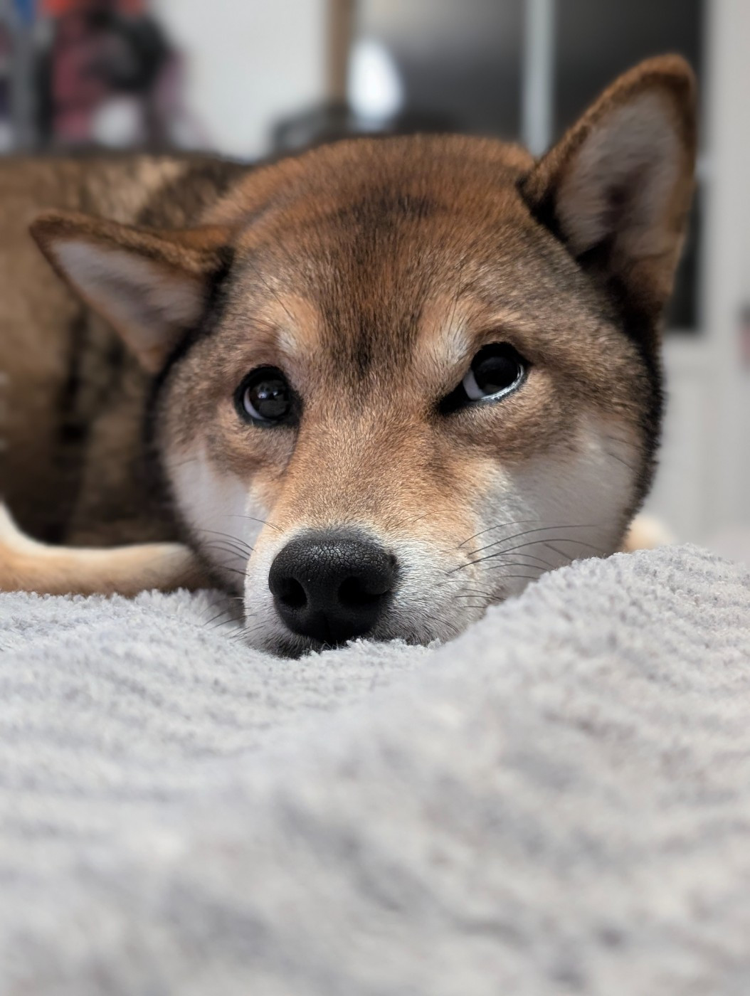 Vanilla sky Go Sakura Kensha