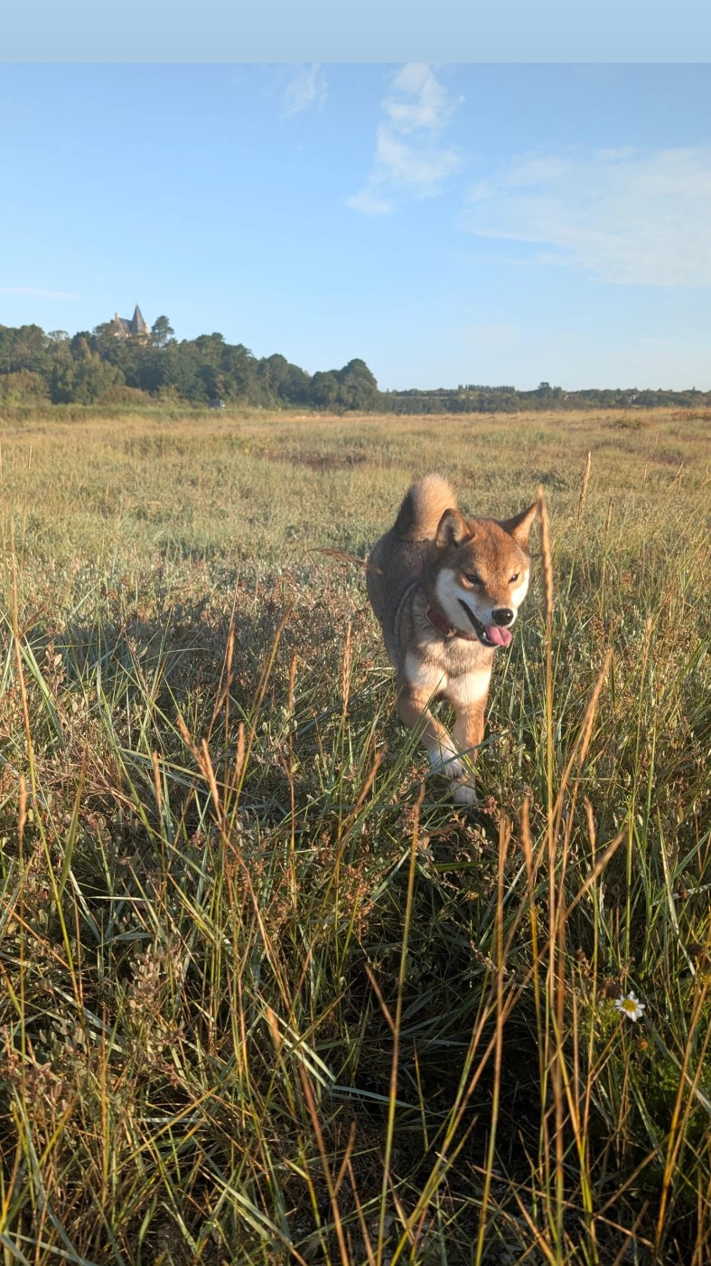 Vanilla sky Go Sakura Kensha