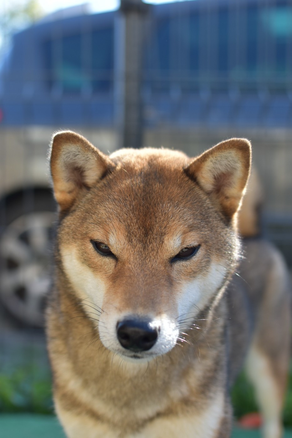 Vanilla sky Go Sakura Kensha