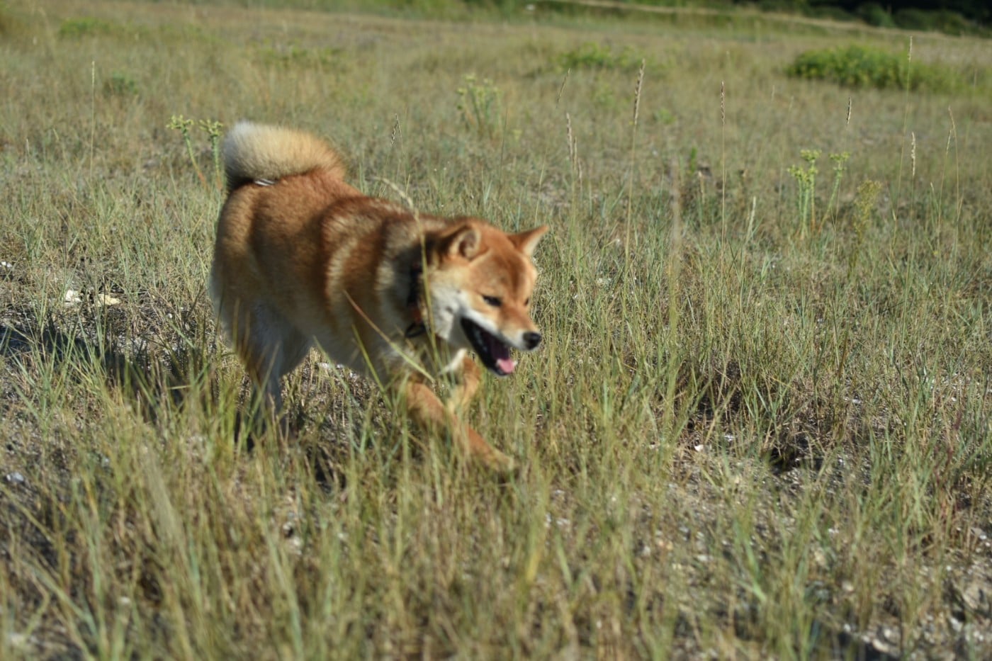 Perfect World Legacy Venice beach
