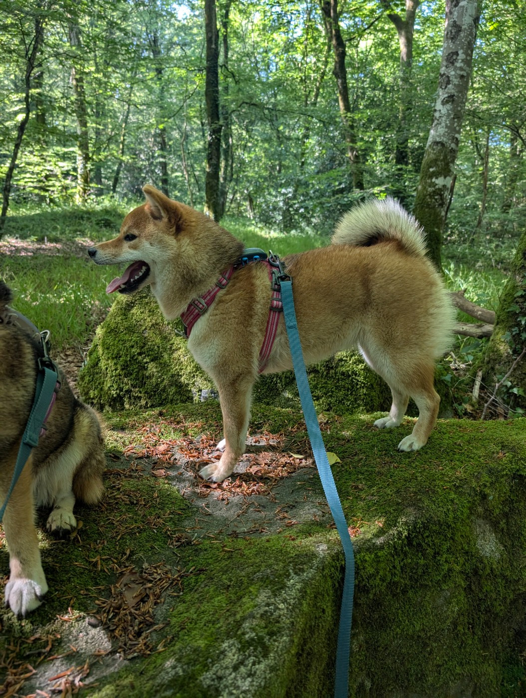 Perfect World Legacy Venice beach