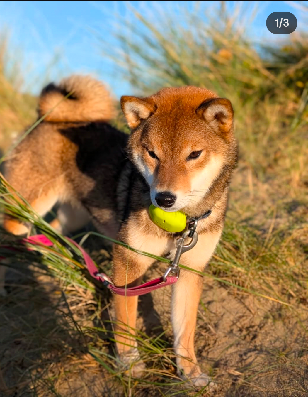 Vanilla sky Go Sakura Kensha